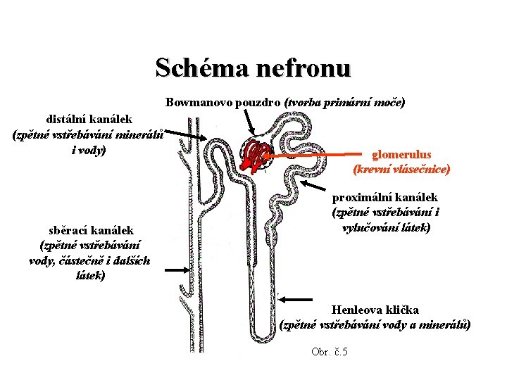 Schéma nefronu Bowmanovo pouzdro (tvorba primární moče) distální kanálek (zpětné vstřebávání minerálů i vody) Schéma nefronu Bowmanovo pouzdro (tvorba primární moče) distální kanálek (zpětné vstřebávání minerálů i vody)