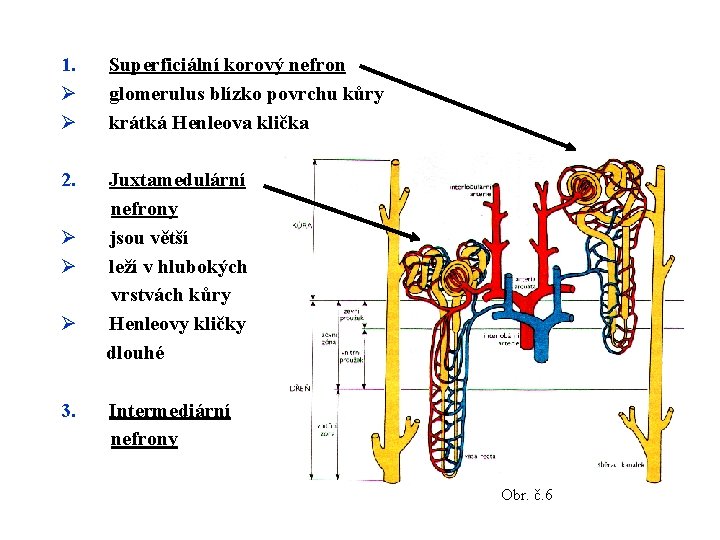 1. Ø Ø Superficiální korový nefron glomerulus blízko povrchu kůry krátká Henleova klička 2. 1. Ø Ø Superficiální korový nefron glomerulus blízko povrchu kůry krátká Henleova klička 2.