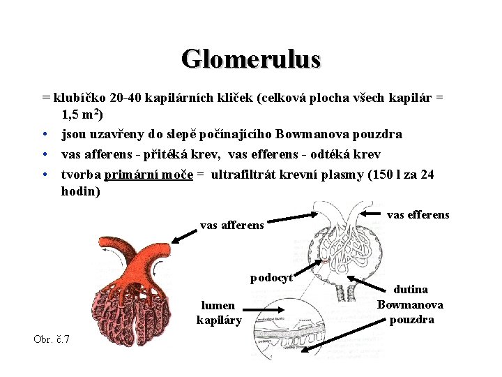 Glomerulus = klubíčko 20 -40 kapilárních kliček (celková plocha všech kapilár = 1, 5 Glomerulus = klubíčko 20 -40 kapilárních kliček (celková plocha všech kapilár = 1, 5
