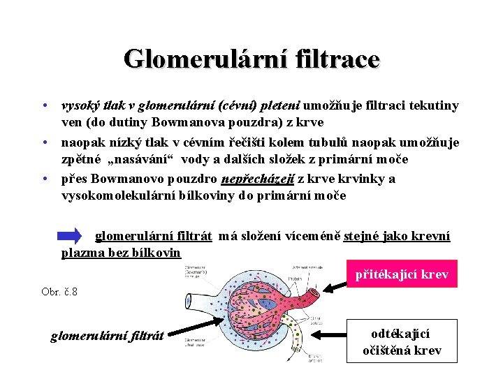 Glomerulární filtrace • vysoký tlak v glomerulární (cévní) pleteni umožňuje filtraci tekutiny ven (do