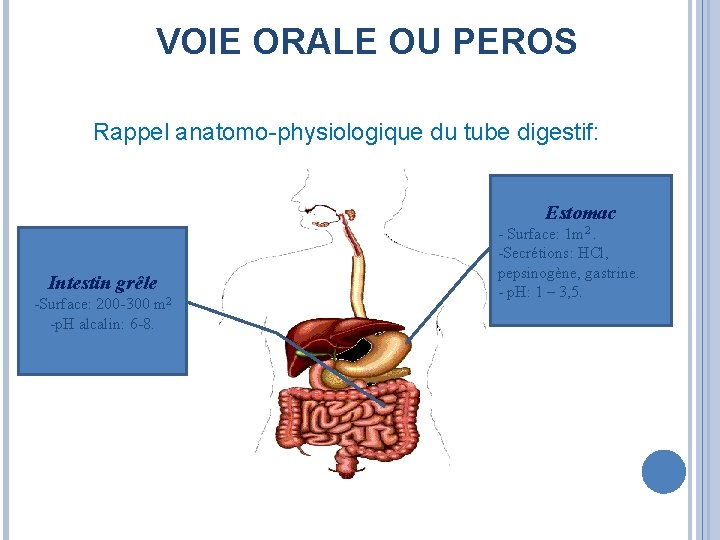 VOIE ORALE OU PEROS Rappel anatomo-physiologique du tube digestif: Estomac Intestin grêle -Surface: 200