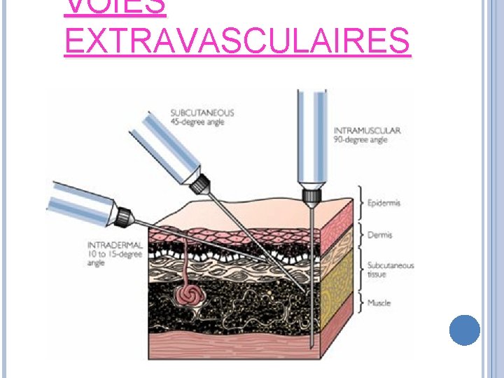 VOIES EXTRAVASCULAIRES 