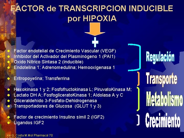 FACTOR de TRANSCRIPCION INDUCIBLE por HIPOXIA ® ® Factor endotelial de Crecimiento Vascular (VEGF) FACTOR de TRANSCRIPCION INDUCIBLE por HIPOXIA ® ® Factor endotelial de Crecimiento Vascular (VEGF)
