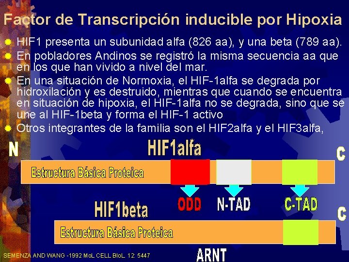 Factor de Transcripción inducible por Hipoxia HIF 1 presenta un subunidad alfa (826 aa), Factor de Transcripción inducible por Hipoxia HIF 1 presenta un subunidad alfa (826 aa),
