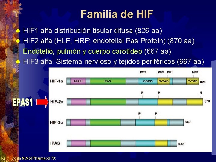 Familia de HIF 1 alfa distribución tisular difusa (826 aa) ® HIF 2 alfa Familia de HIF 1 alfa distribución tisular difusa (826 aa) ® HIF 2 alfa