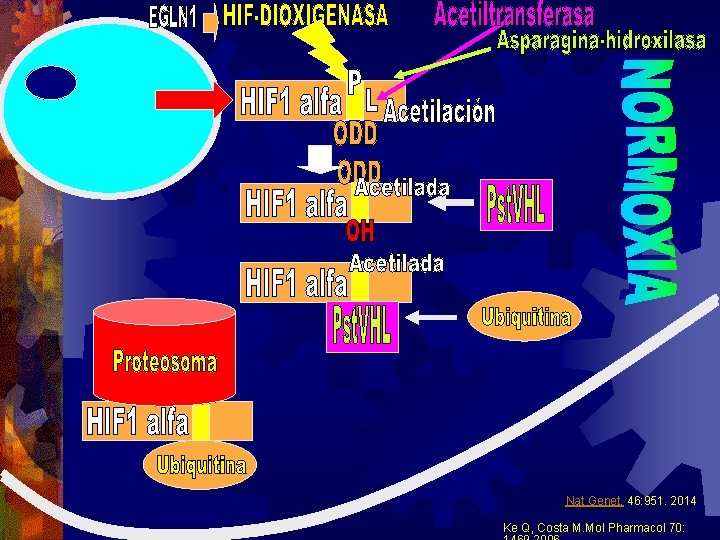 Nat Genet. 46: 951. 2014 Ke Q, Costa M. Mol Pharmacol 70: Nat Genet. 46: 951. 2014 Ke Q, Costa M. Mol Pharmacol 70: