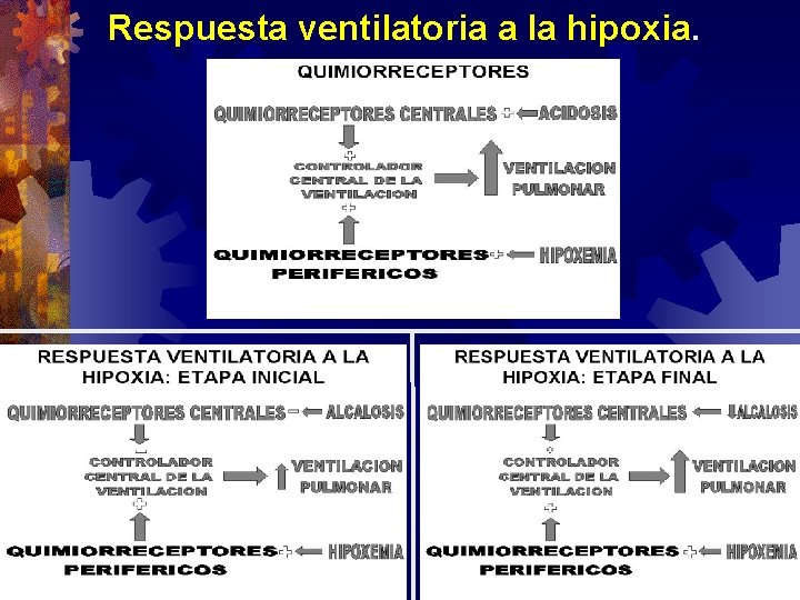 Respuesta ventilatoria a la hipoxia. Respuesta ventilatoria a la hipoxia.