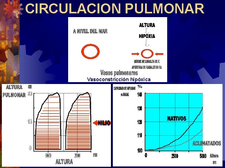 CIRCULACION PULMONAR Vasoconstricción hipóxica CIRCULACION PULMONAR Vasoconstricción hipóxica