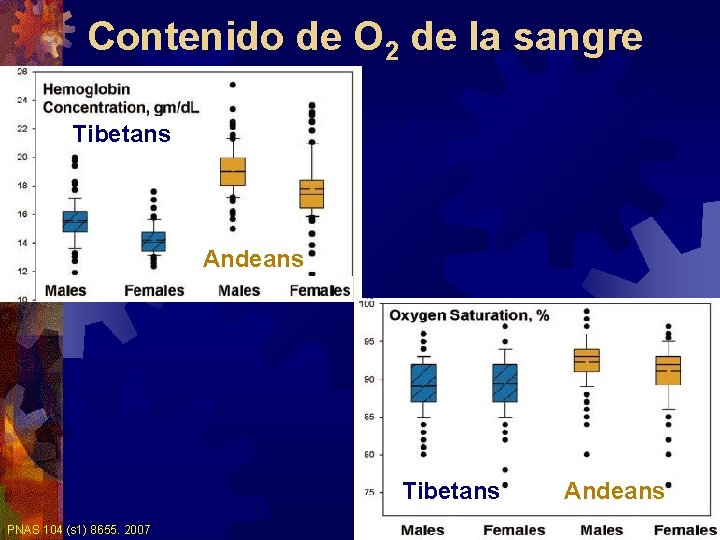 Contenido de O 2 de la sangre Tibetans Andeans Tibetans PNAS 104 (s 1) Contenido de O 2 de la sangre Tibetans Andeans Tibetans PNAS 104 (s 1)
