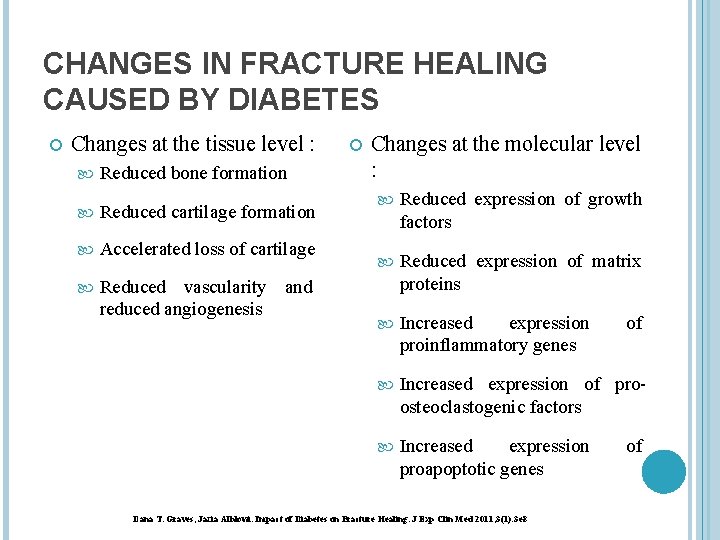 CHANGES IN FRACTURE HEALING CAUSED BY DIABETES Changes at the tissue level : Reduced