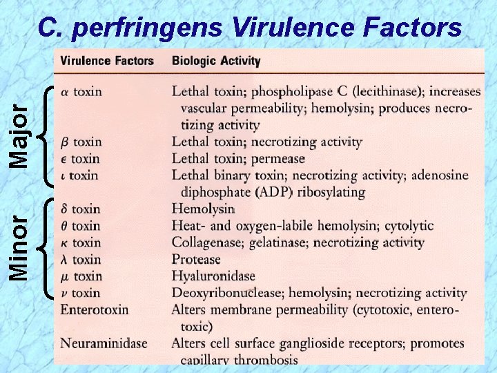Minor Major C. perfringens Virulence Factors 