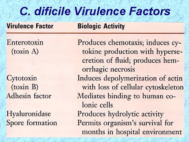 C. dificile Virulence Factors 