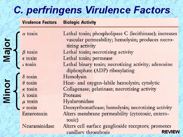 Minor Major C. perfringens Virulence Factors REVIEW 