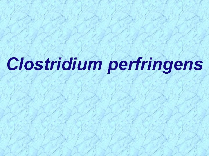 Clostridium perfringens 