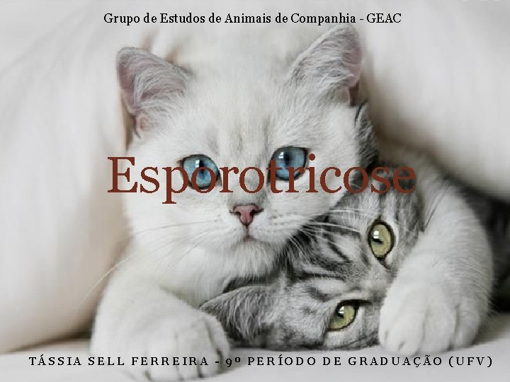 Grupo de Estudos de Animais de Companhia - GEAC Esporotricose TÁSSIA SELL FERREIRA -