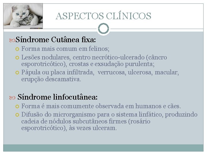 ASPECTOS CLÍNICOS Síndrome Cutânea fixa: Forma mais comum em felinos; Lesões nodulares, centro necrótico-ulcerado