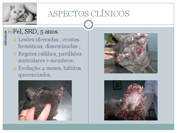 sbdv. com. br ASPECTOS CLÍNICOS Fel, SRD, 5 anos. Lesões ulceradas , crostas hemáticas,