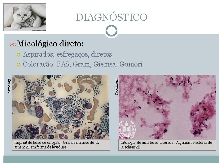 DIAGNÓSTICO Micológico direto: avma. org Svdcd. com Aspirados, esfregaços, diretos Coloração: PAS, Gram, Giemsa,