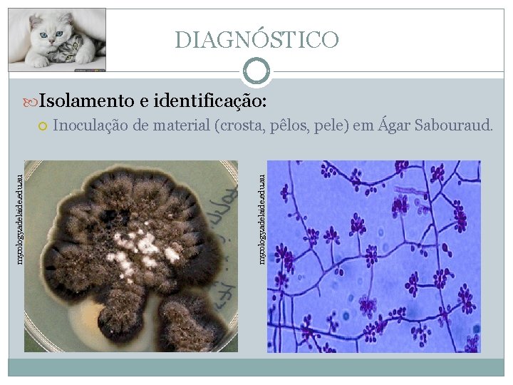 DIAGNÓSTICO Isolamento e identificação: Inoculação de material (crosta, pêlos, pele) em Ágar Sabouraud. mycology.