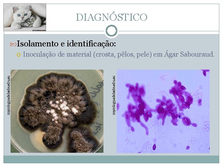 DIAGNÓSTICO Isolamento e identificação: Inoculação de material (crosta, pêlos, pele) em Ágar Sabouraud. mycology.