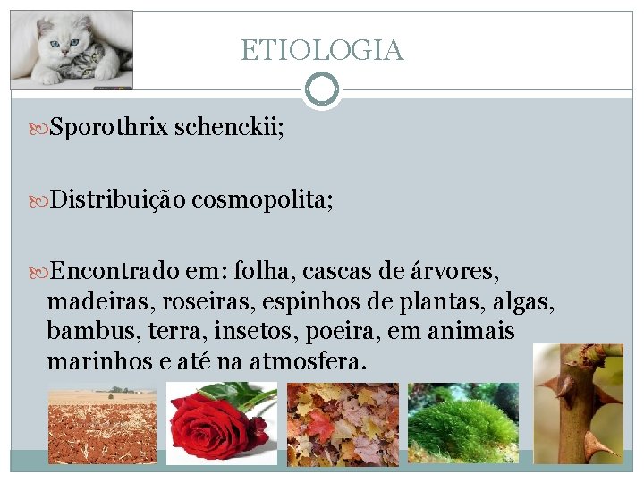 ETIOLOGIA Sporothrix schenckii; Distribuição cosmopolita; Encontrado em: folha, cascas de árvores, madeiras, roseiras, espinhos