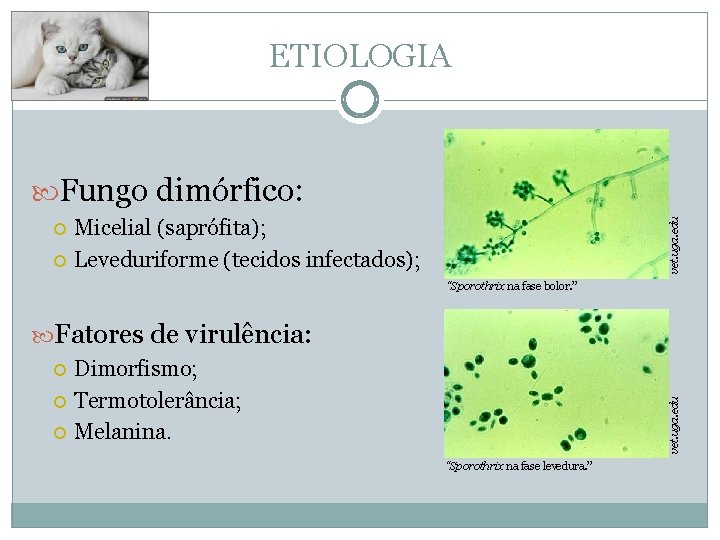 ETIOLOGIA Fungo dimórfico: Micelial (saprófita); Leveduriforme (tecidos infectados); vet. uga. edu “Sporothrix na fase