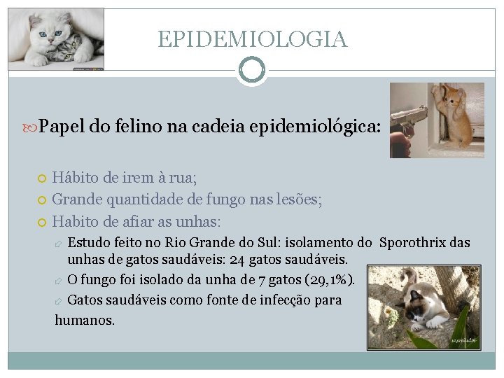 EPIDEMIOLOGIA Papel do felino na cadeia epidemiológica: Hábito de irem à rua; Grande quantidade