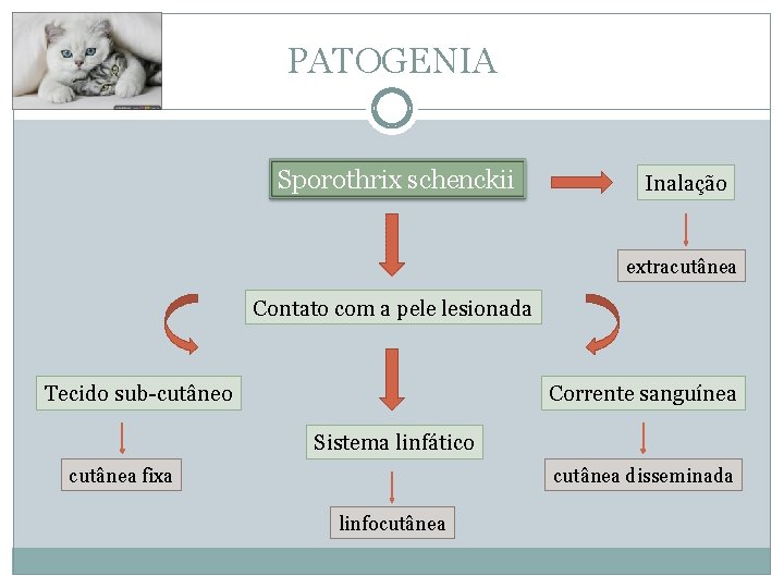 PATOGENIA Sporothrix schenckii Inalação extracutânea Contato com a pele lesionada Tecido sub-cutâneo Corrente sanguínea