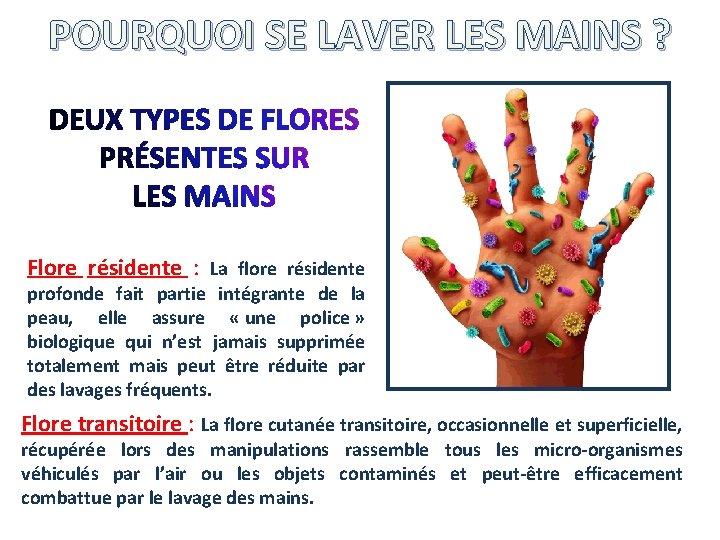 POURQUOI SE LAVER LES MAINS ? Flore résidente : La flore résidente profonde fait