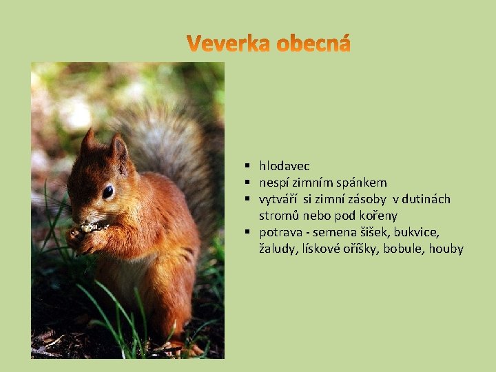 § hlodavec § nespí zimním spánkem § vytváří si zimní zásoby v dutinách stromů