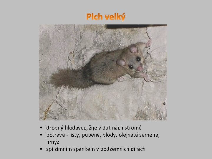 § drobný hlodavec, žije v dutinách stromů § potrava - listy, pupeny, plody, olejnatá