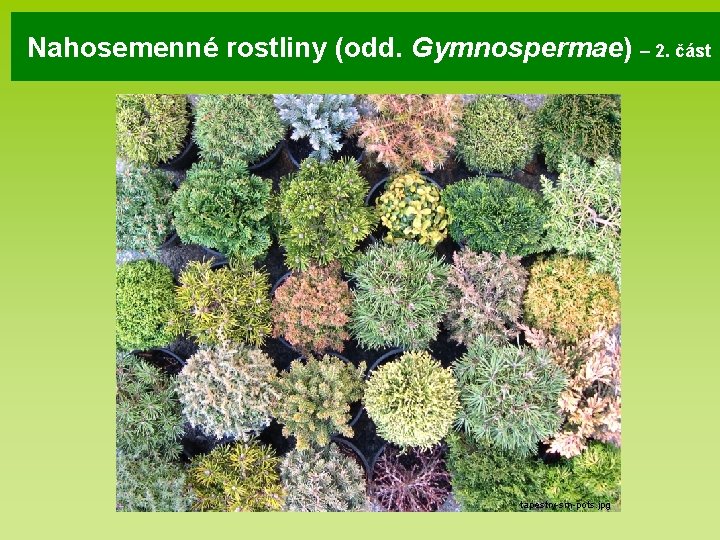 Nahosemenné rostliny (odd. Gymnospermae) – 2. část tapestry-sm-pots. jpg 