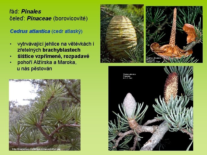 řád: Pinales čeleď: Pinaceae (borovicovité) Cedrus atlantica (cedr atlaský) • • • vytrvávající jehlice