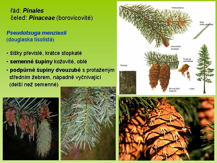 řád: Pinales čeleď: Pinaceae (borovicovité) Pseudotsuga menziesii (douglaska tisolistá) • šišky převislé, krátce stopkaté