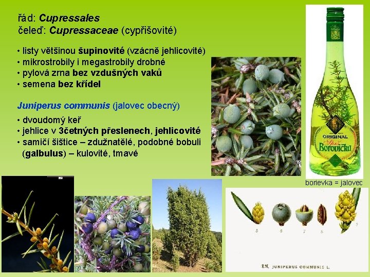 řád: Cupressales čeleď: Cupressaceae (cypřišovité) • listy většinou šupinovité (vzácně jehlicovité) • mikrostrobily i