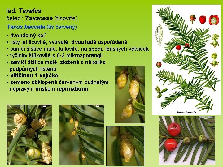 řád: Taxales čeleď: Taxaceae (tisovité) Taxus baccata (tis červený) • dvoudomý keř • listy