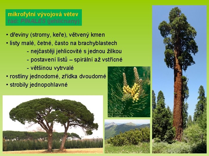 mikrofylní vývojová větev řád: PINALES (jehličnany) • dřeviny (stromy, keře), větvený kmen • listy