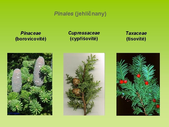 Pinales (jehličnany) Pinaceae (borovicovité) Cupressaceae (cypřišovité) Taxaceae (tisovité) 