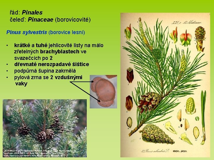 řád: Pinales čeleď: Pinaceae (borovicovité) Pinus sylvestris (borovice lesní) • • krátké a tuhé