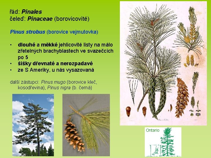 řád: Pinales čeleď: Pinaceae (borovicovité) Pinus strobus (borovice vejmutovka) • • • dlouhé a