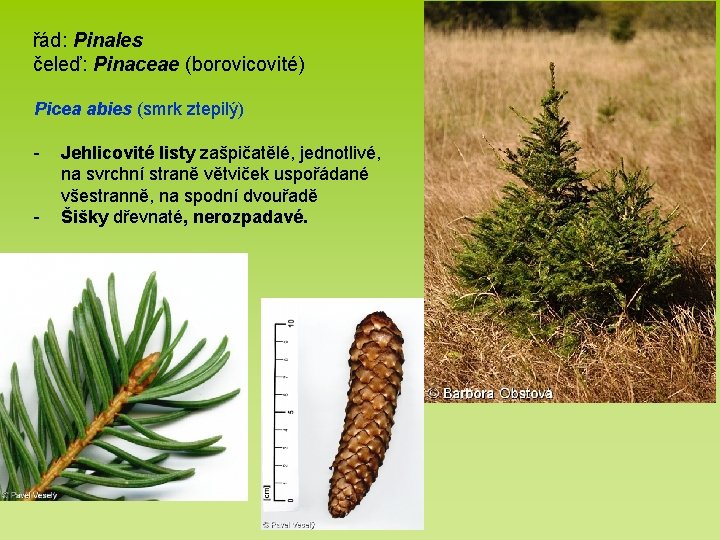 řád: Pinales čeleď: Pinaceae (borovicovité) Picea abies (smrk ztepilý) - Jehlicovité listy zašpičatělé, jednotlivé,