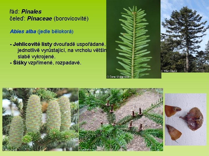 řád: Pinales čeleď: Pinaceae (borovicovité) Abies alba (jedle bělokorá) - Jehlicovité listy dvouřadě uspořádané,