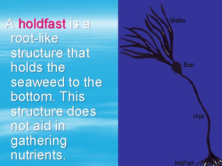 A holdfast is a root-like structure that holds the seaweed to the bottom. This