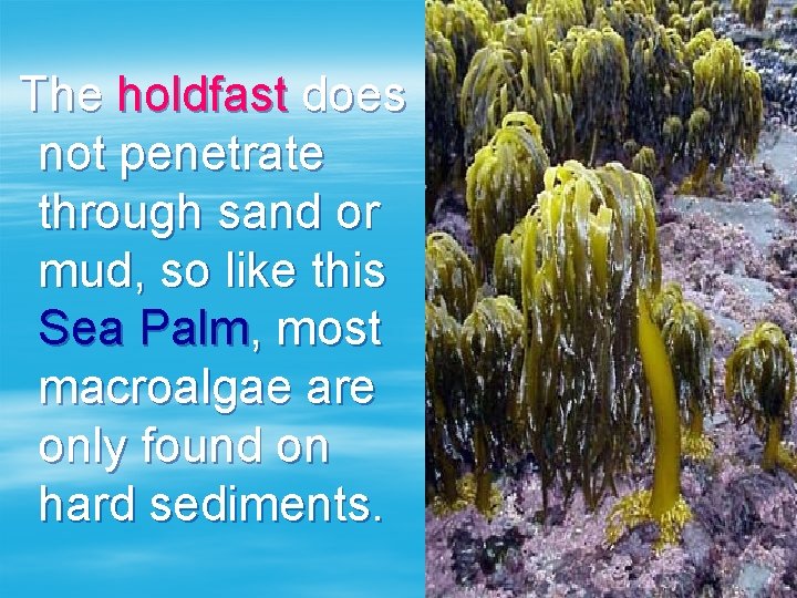 The holdfast does not penetrate through sand or mud, so like this Sea Palm,