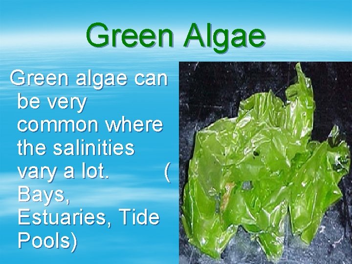 Green Algae Green algae can be very common where the salinities vary a lot.