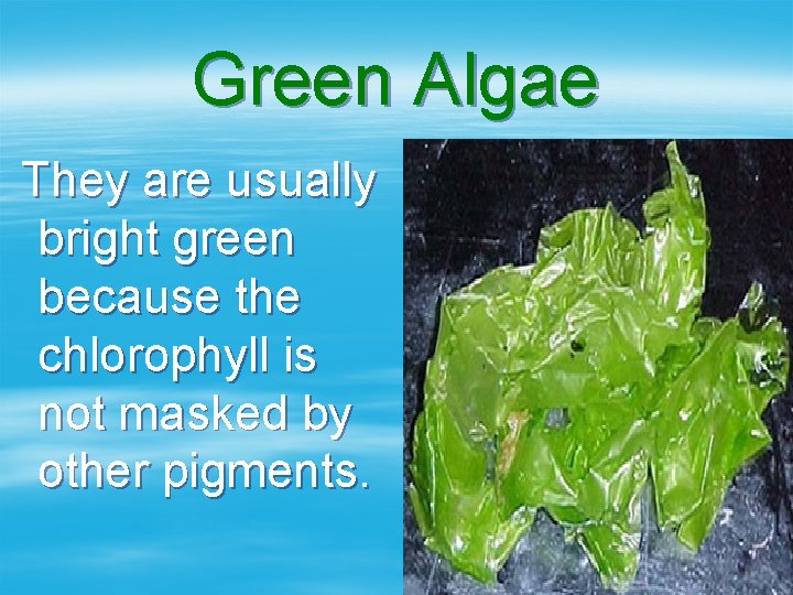 Green Algae They are usually bright green because the chlorophyll is not masked by