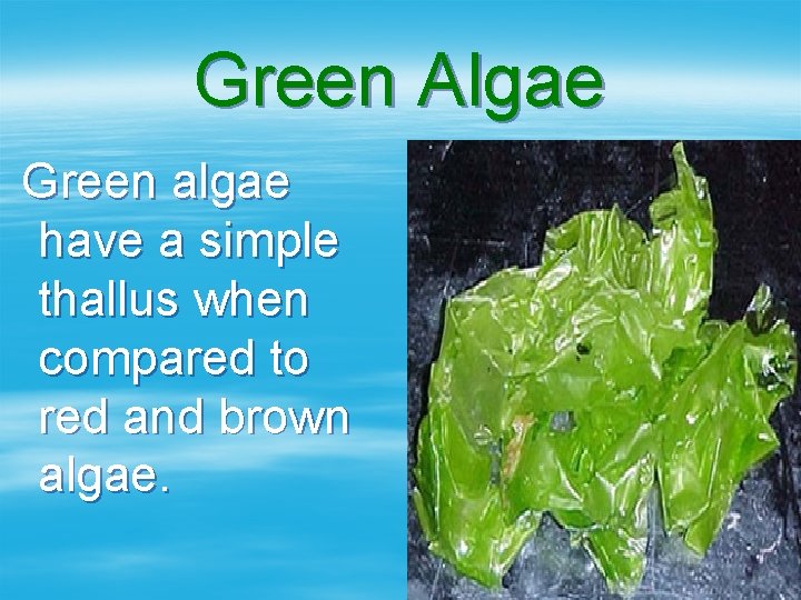 Green Algae Green algae have a simple thallus when compared to red and brown