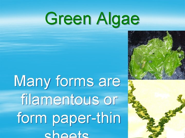 Green Algae Many forms are filamentous or form paper-thin 