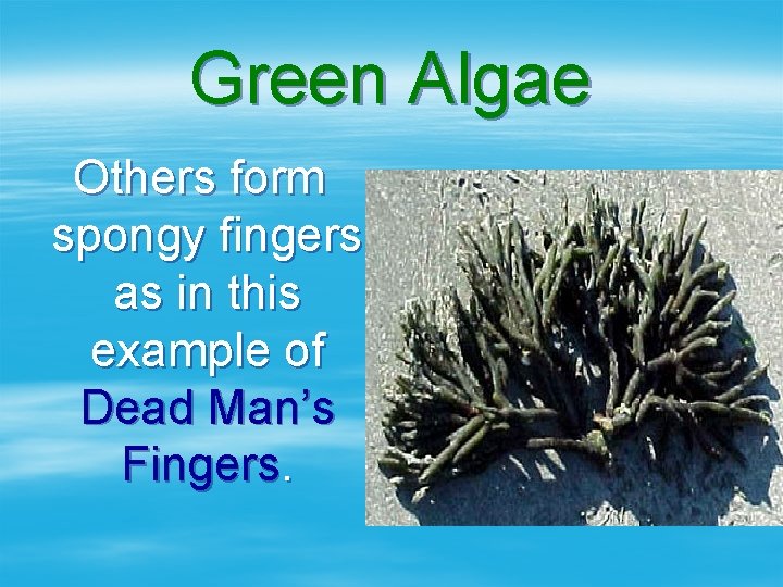 Green Algae Others form spongy fingers as in this example of Dead Man’s Fingers.