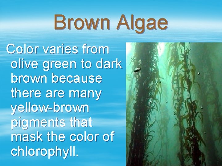 Brown Algae Color varies from olive green to dark brown because there are many